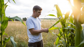 Во Франции замедлились темпы сева кукурузы